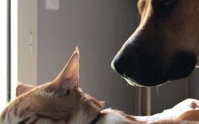 Cat Feels Annoyed By Adorable Dog's Love - Animals - VIDEOTIME.COM