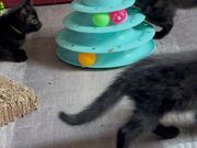 Curious Kittens Playing With Tower of Tracks - Animals - Y8.COM