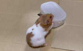 Hamster Opens a Container in 'Record Time' - Animals - VIDEOTIME.COM