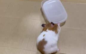 Hamster Opens a Container in 'Record Time'