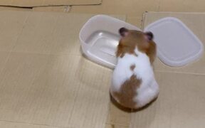 Hamster Opens a Container in 'Record Time' - Animals - VIDEOTIME.COM