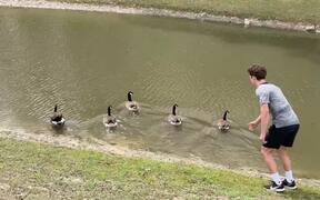 The Gaggle of Geese Flies Out of the Pond