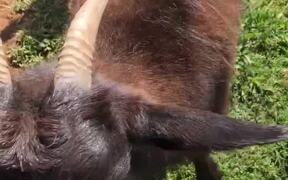 Adorable 'Fainting' Goats