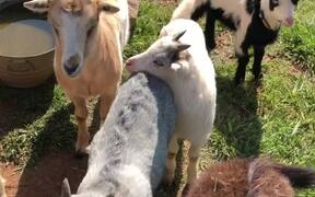 Adorable 'Fainting' Goats