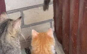 Cats Have No Idea What To Do With The Mouse - Animals - VIDEOTIME.COM