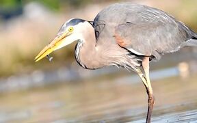 A Great Blue Heron Smartly Catching Its Prey - Animals - VIDEOTIME.COM