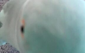 This Cute Blue Parrot Is A Chatterbox - Animals - VIDEOTIME.COM