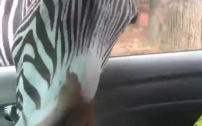 Hungry Zebra Snatches Food Bucket