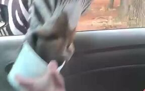 Hungry Zebra Snatches Food Bucket - Animals - VIDEOTIME.COM