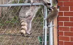 Mom Raccoon Comes To The Rescue Of Her Baby