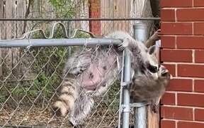 Mom Raccoon Comes To The Rescue Of Her Baby
