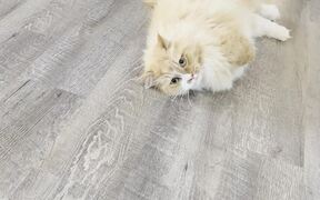 Buoyant Cat Moves Around The House Like A Bunny
