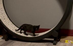 Foster Kitten Runs On Giant Hamster Wheel