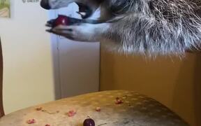 Hungry Raccoon Enjoys Eating Juicy Cherries 