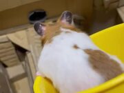 Hungry Hamster Completes A 'Jumpy' Obstacle Course - Animals - Y8.COM