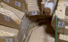 Hungry Hamster Completes A 'Jumpy' Obstacle Course