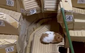 Hungry Hamster Completes A 'Jumpy' Obstacle Course - Animals - VIDEOTIME.COM