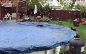 Dogs Run Around in Covered Pool