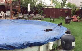 Dogs Run Around in Covered Pool - Animals - VIDEOTIME.COM