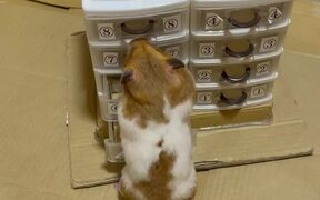 Hamster Opens Miniature Boxes Looking For Food - Animals - VIDEOTIME.COM