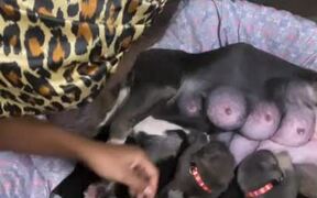 Woman Helps Dog to Feed Her Puppies at Night