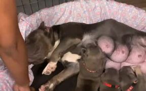 Woman Helps Dog to Feed Her Puppies at Night - Animals - VIDEOTIME.COM