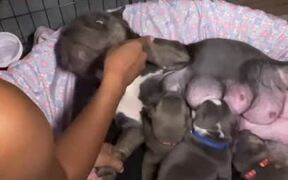 Woman Helps Dog to Feed Her Puppies at Night