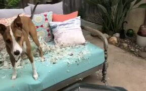 Dog Destroys Owners Favorite Pillow - Animals - VIDEOTIME.COM