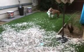 Dog Destroys Owners Favorite Pillow