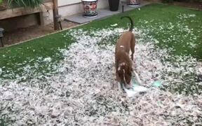 Dog Destroys Owners Favorite Pillow