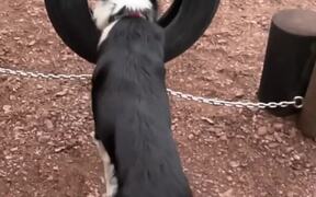 Border Collie Jumps Through Hanging Tire - Animals - VIDEOTIME.COM