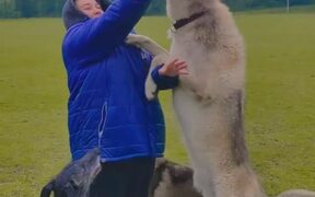 Wolfdogs Adorably Play With Woman - Animals - VIDEOTIME.COM