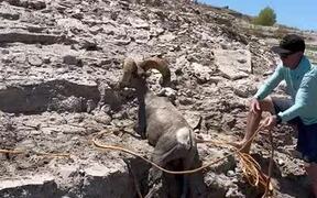 Man Rescues Bighorn Sheep Stuck in Mud - Animals - VIDEOTIME.COM