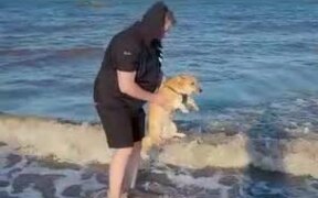 Dog Starts Paddling When Held Above Water - Animals - VIDEOTIME.COM