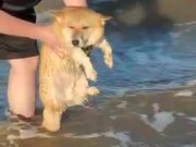Dog Starts Paddling When Held Above Water - Animals - Y8.COM