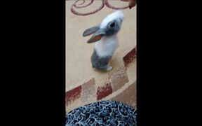 Rabbit Walking Standing