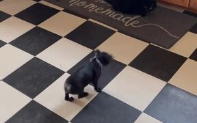 Snappy Little Puppy Barks at Big Cat