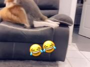 Raccoon Playfully Tackles Dog Off Couch - Animals - Y8.COM