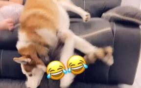 Raccoon Playfully Tackles Dog Off Couch