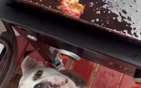 Dog Wants Bacon Straight From the Grill - Animals - VIDEOTIME.COM