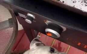 Dog Wants Bacon Straight From the Grill