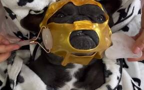 French Bulldog Gets the Best Pampering - Animals - VIDEOTIME.COM