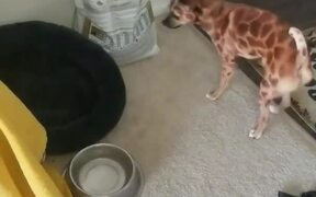 Dog and Ferret Chase Each Other Around the House - Animals - VIDEOTIME.COM