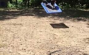 Dog Enjoys Riding On Swing