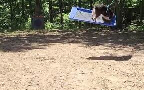 Dog Enjoys Riding On Swing
