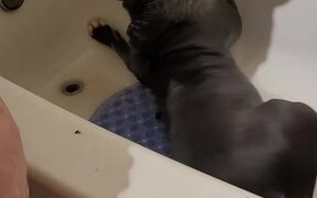 Dog Playfully Rolls in Bathtub
