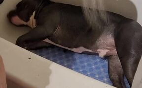 Dog Playfully Rolls in Bathtub - Animals - VIDEOTIME.COM