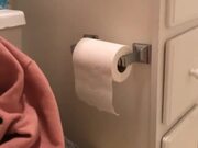 Cat Rearranges Toilet Paper Roll in Bathroom - Animals - Y8.COM