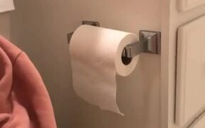 Cat Rearranges Toilet Paper Roll in Bathroom - Animals - VIDEOTIME.COM