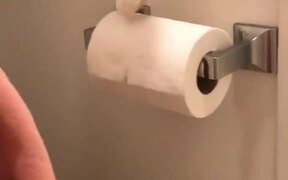 Cat Rearranges Toilet Paper Roll in Bathroom - Animals - VIDEOTIME.COM